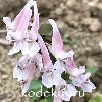 Corydalis solida Louisa Elizabeth 