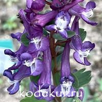 Хохлатка плотная  Пурпурная Мантия