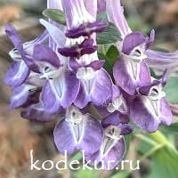 Хохлатка гибридная Сиреневый вечер 