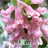 Хохлатка плотная  Светлана