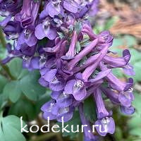 Хохлатка плотная  Утро Раннее