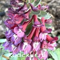 Хохлатка плотная  Заря Поволжья