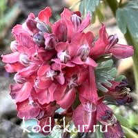 Corydalis solida Zwanenburg