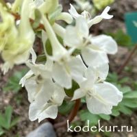 Corydalis  malkensis