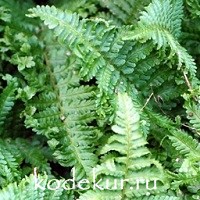 Dryopteris filix-mas Crispa Cristata