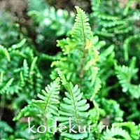 Dryopteris affinis  Congesta Crispa 