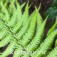 Dryopteris affinis   