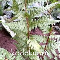 Dryopteris klintona