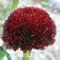 Echinacea hybridum 