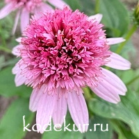 Echinacea purpurea Pink Double Delight