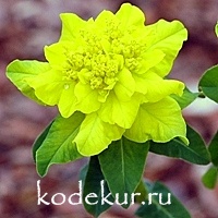 Euphorbia polychrome   