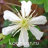 Clematis Paul Farges (Summer Snow)