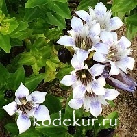 Gentiana septemfida lilac