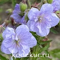 Geranium pretense Cloud Nine
