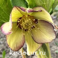 Нelleborus  hybridus  Apricot Blush