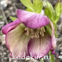 Helleborus orientalis Frozen Sven