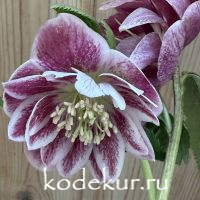 Helleborus Magic Double Aubergine