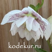 Helleborus Magic Double White
