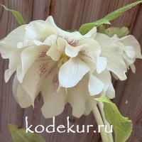 Helleborus Magic Double Yellow