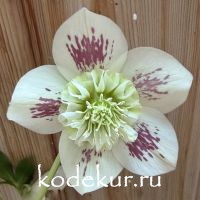 Helleborus Magic anemone White Spotted
