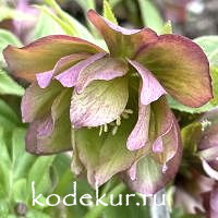 Нelleborus   hybridus Spring Morning