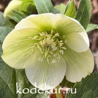 Нelleborus caucasicus