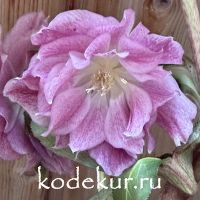 Helleborus orientale Elena