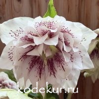 Helleborus orientalis Dorisa