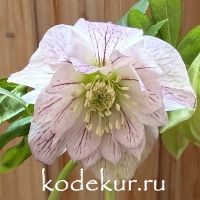 Helleborus orientalis Double Picotee