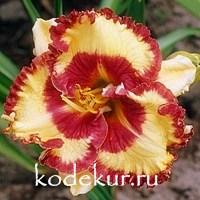 Hemerocallis Can’t Touch This