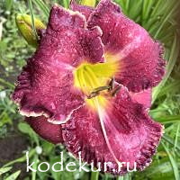 Hemerocallis Heart of Manhattan