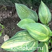 Hosta  Allen C Haskell