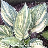 Hosta  Brave Attempt