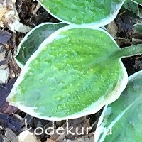 Hosta Country Mouse 