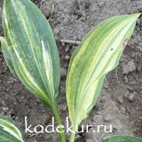 Hosta  Exotic Dancer