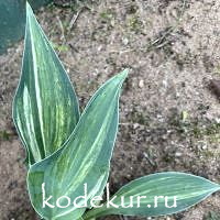 Hosta   Falling Star