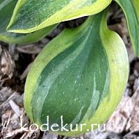 Hosta Forest Mouse 