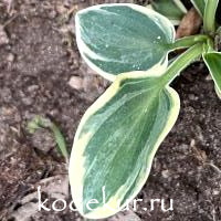 Hosta Frosted Mouse Ears 