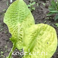 Hosta  Giantland Puckered Crevice
