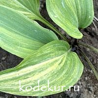 Hosta  Gretchen's Rainbow