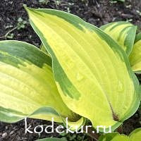 Hosta  Island Breeze 