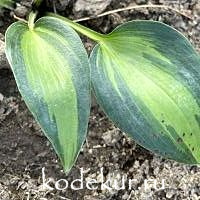 Hosta  June Spirit