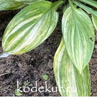 Hosta Lakeside Mom 