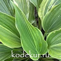 Hosta  Lasergame