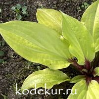 Hosta  Lemon Snap
