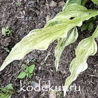 Hosta  London Fog