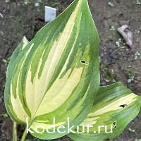 Hosta   Love Story