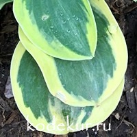 Hosta  Mighty Mouse