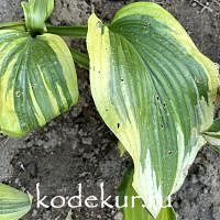 Hosta  Montana Moonshine