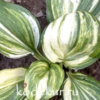 Hosta  Mystery Woman